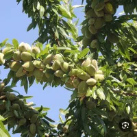 فروش بادام درختی یکجا باپوست سبز