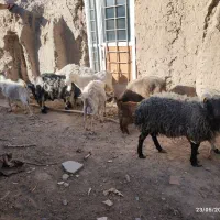 4 بره نر و 6 کره سانن به فروش می‌رسد.