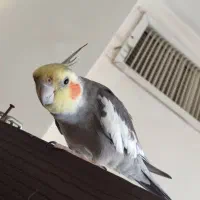 عروس هلندی نر