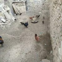 مرغ وچوری وخروس لاری