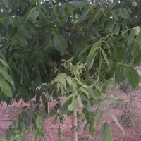 فروش-باغ1000متری