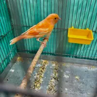 قناری ردفاکتور