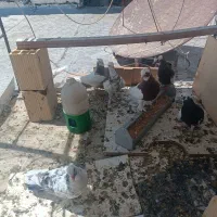 کفتر|پرنده|مرودشت, ژیان|دیوار