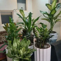 گلهای اپارتماتی ارزنده و خوب