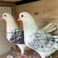 کفتر از بهترین خال گنجه