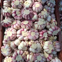 سیر|خوردنی و آشامیدنی|سلمان‌شهر, |دیوار