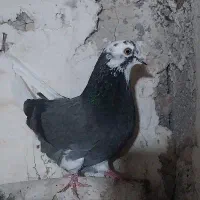 شازده سبز ماده معاوضه