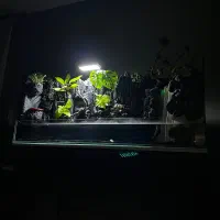 پالاداریوم