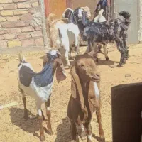 بز.