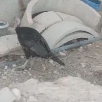 بوقلمون برنزه ماده تخمگذار