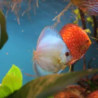 انواع دیسکس ماهی