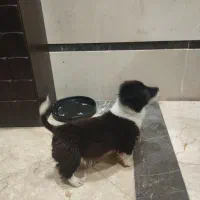 واگذاری سگ نژاد اشپیتز