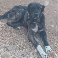 سگ گله ای نژاد دار ....مفت