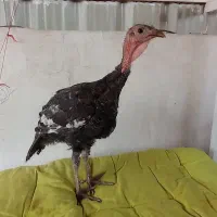 بوقلمون