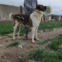 سگ خراسانی