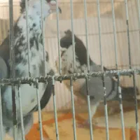 کبوتر گلین کاکول در سلامت کامل