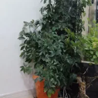گول چتره