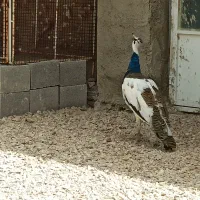 طاووس ابلغ
