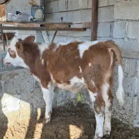 گوساله سیمینتال‌ نر