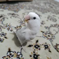 کوتوله برزیلی