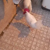 مرغ خروس