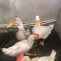 مرغ اوردک فروش
