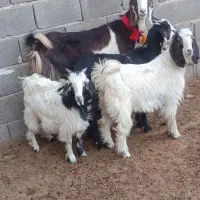 سالار بز دورگ سه قلوزا