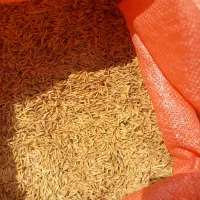 تخم جو هاشمی چلو نازک