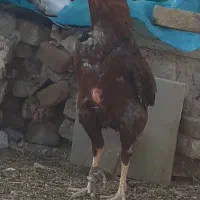 خروس لاری اصیل