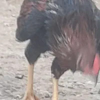 خروس