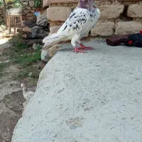 کبوتر سار
