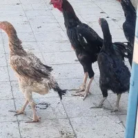 خروس و مرغ اوشامو