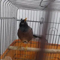 میناسخنگو پرحرف خوش حرف سالم همراه قفس