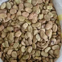باقله شمالی