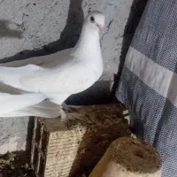 لوتو آغ مایا