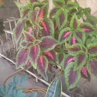 تعدادی گل ارزون گذاشتم