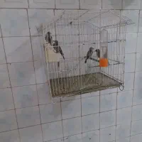 جوجه سهره