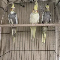 عروس هلندی 3 ماه