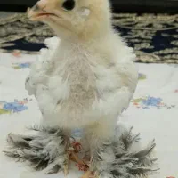 امپراتور جوجه یک روزه تخم نطفه دار