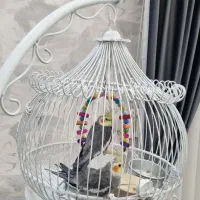 طوطی عروس هلندی با قفس