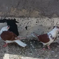 کفتر پلاس