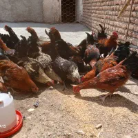 خروس طبیعی  گیلانده