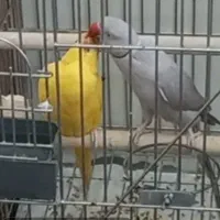جفت ملنگو استثنایی و زیبا