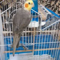 نر جوان بسیار مست و شیطون بلا آماده جفت زدن