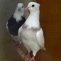معاوضه یک جفت کبوتر طوقی با کوتوله جوجه یا قناری