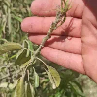باغبانی و سم پاشی حرص درختان