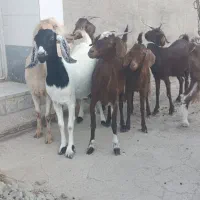 6عدد شیرمووچبش