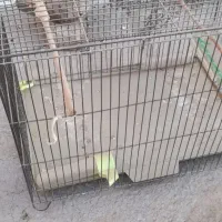 قفس پرنده بزرگ