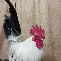 خروس مینیاتوری