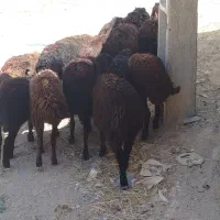 بره ماده قره قزل